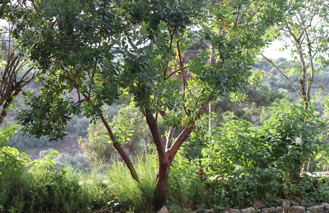 Casa Rural Camino de Hierro I y II-1